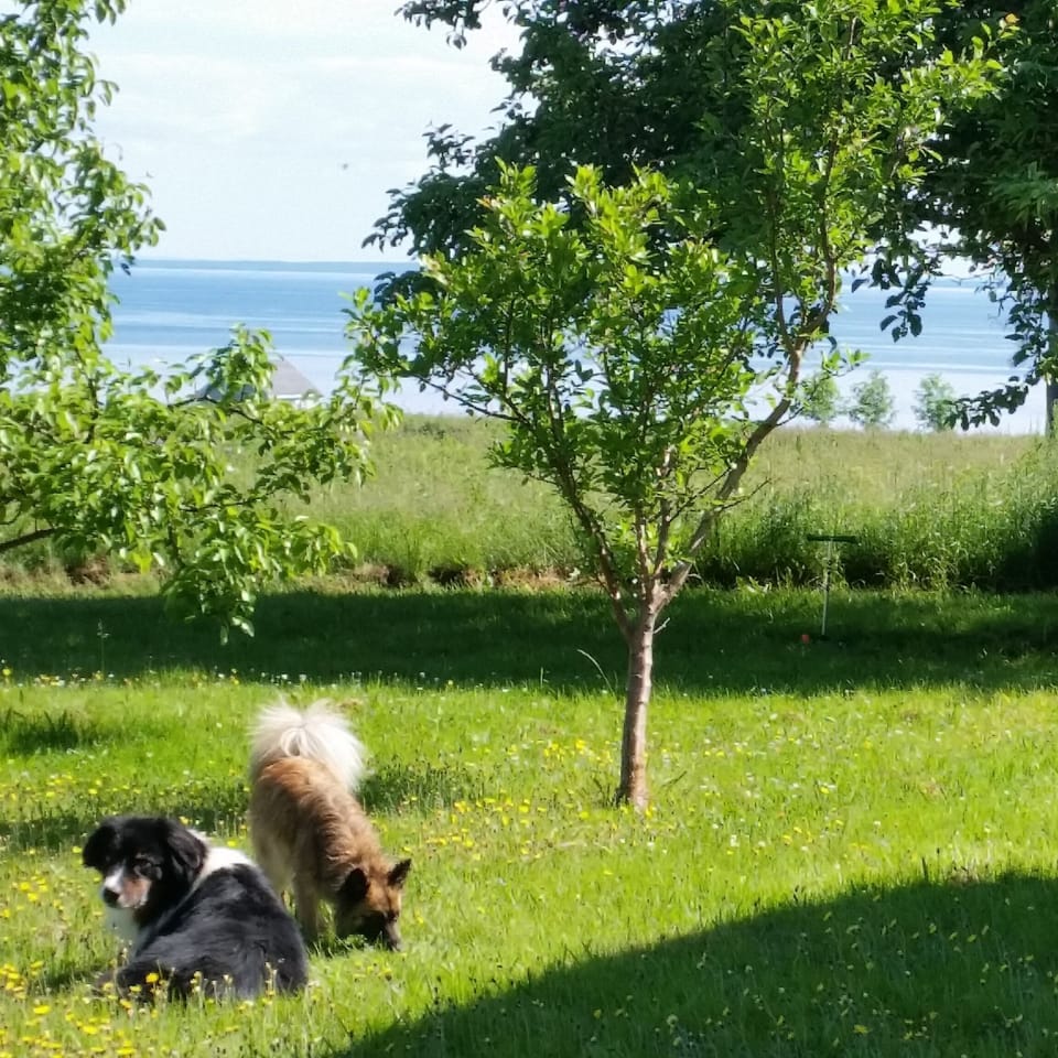 View from the back porch lounge.
