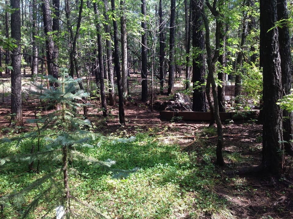 Backyard views of forest
