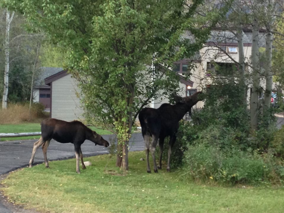 Mama moose and baby moose near the condo!