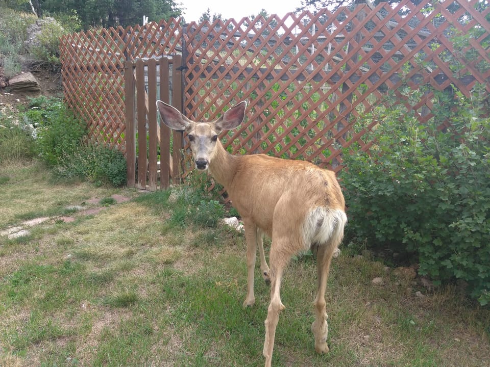 Please open the garden gate!