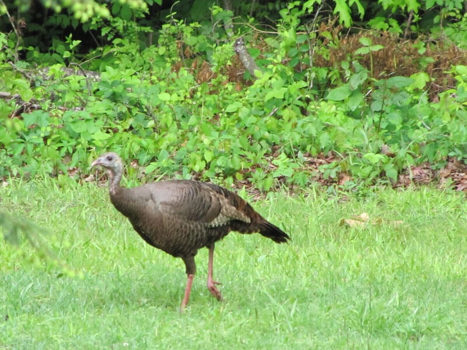 Turkey in the yard