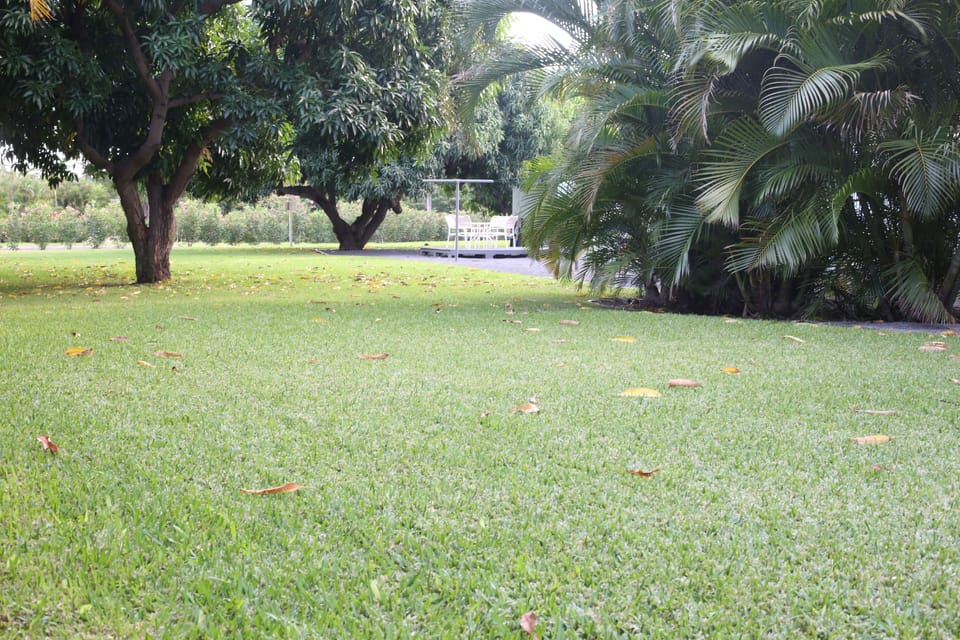 Large backyard