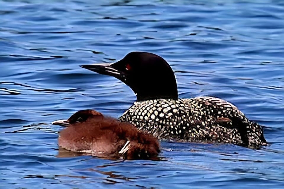 Watch a loon and baby glide by as their haunting calls fill the evening air.