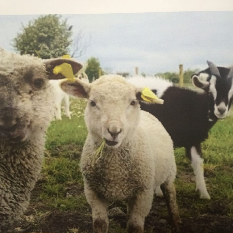 The Locals
