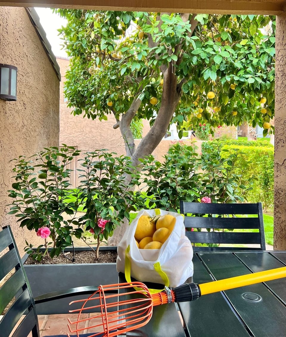 Grapefruit Tree & Camelia next to Pool Side Covered Patio. Fruit Picker :)