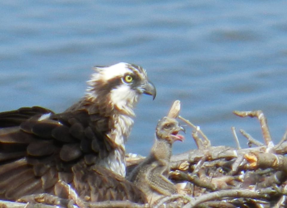 Nesting Osprey - just hatched three chicks over the bluff