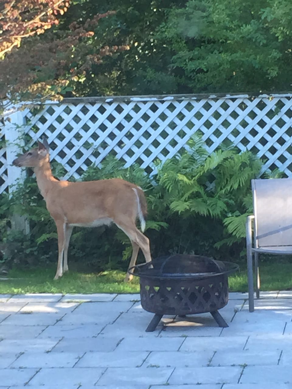 Morning visitors in back yard