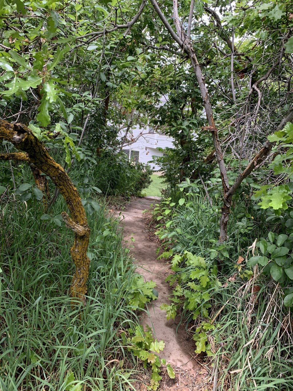 Backyard "secret garden"
