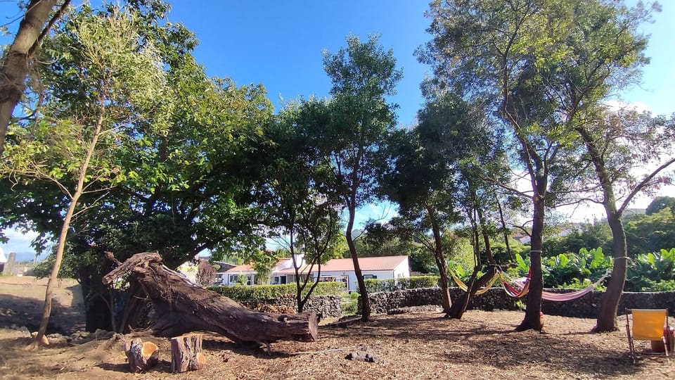 New garden