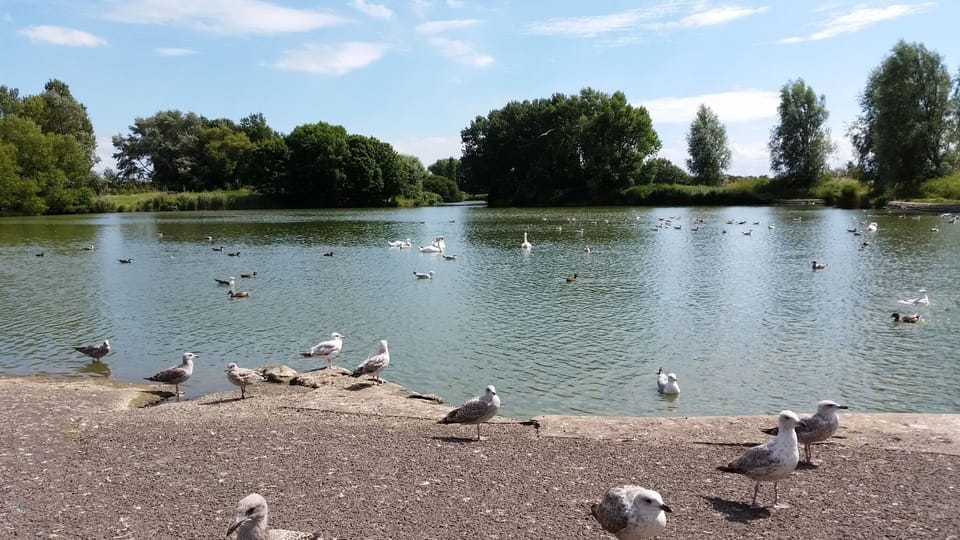 Feed the swans, ducks and birds at Apex Park, Burnham-on-Sea