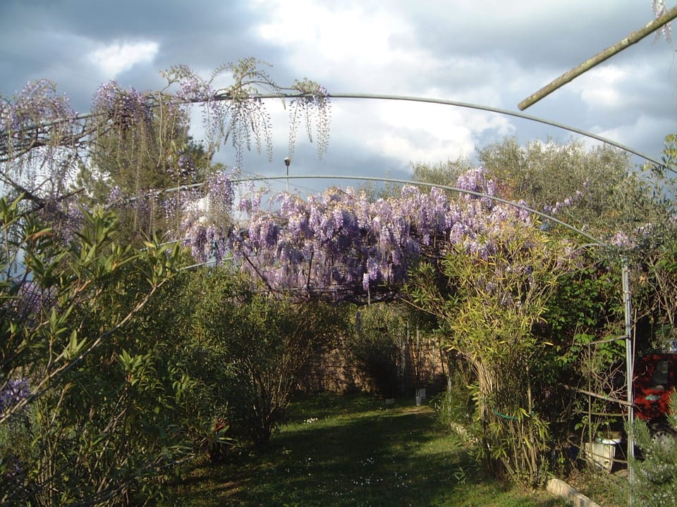 Pergola di glicine -  Wisteria in May