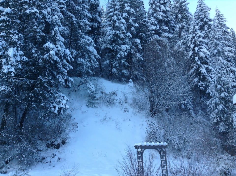 Snow in the evergreens in the winter