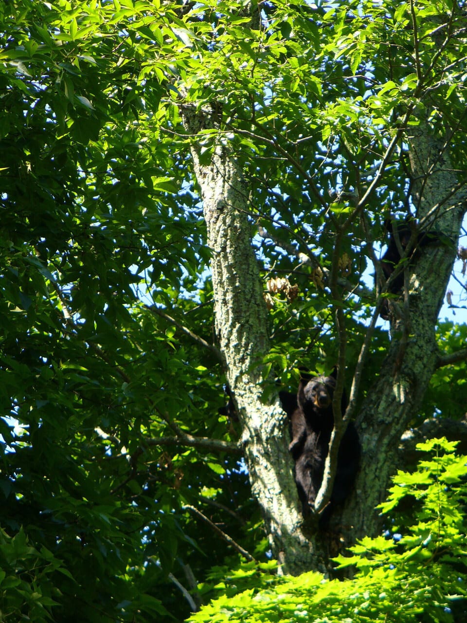 Black Bear and two cubs up a tree!