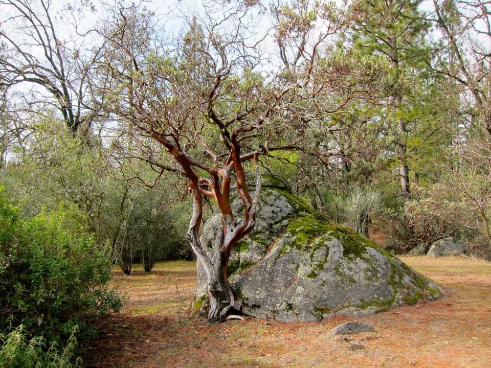 Manzanita trees with red bark and green leaves add natural beauty.
