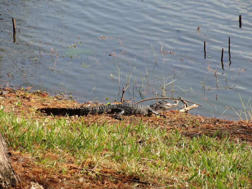 Nature trail wild life