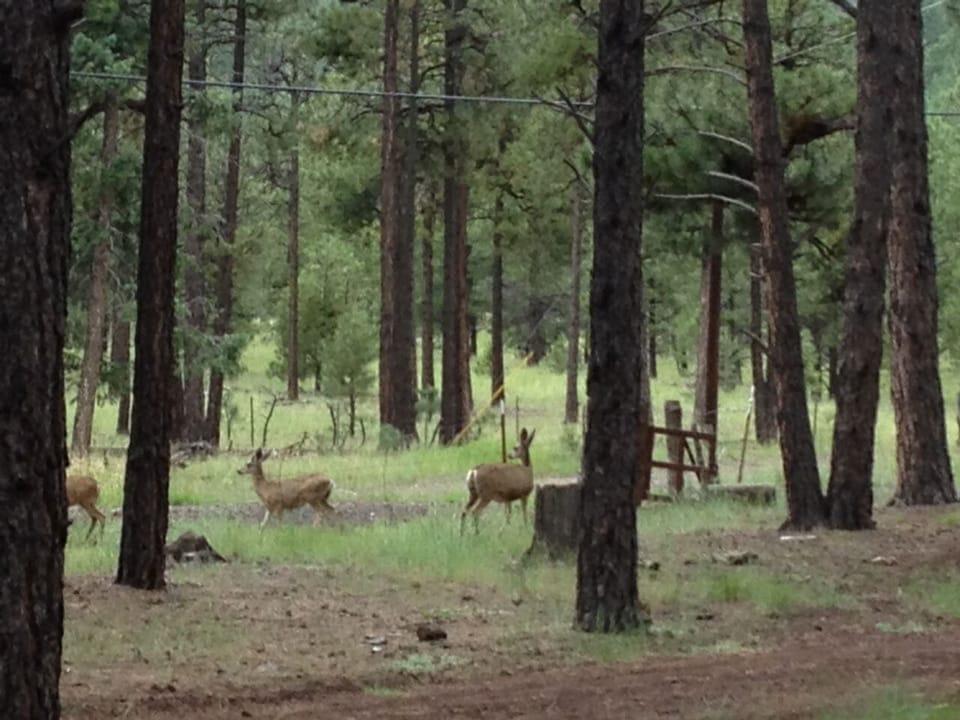Deer in the front yard.