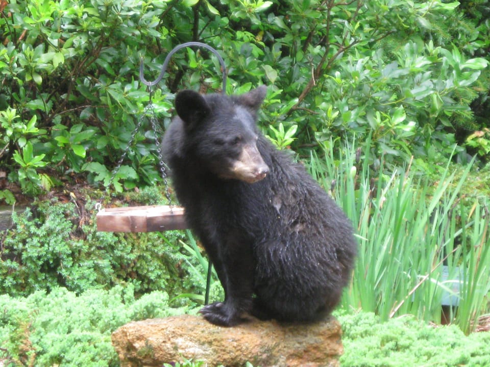 Williebear when he was a cub.In the birdseed