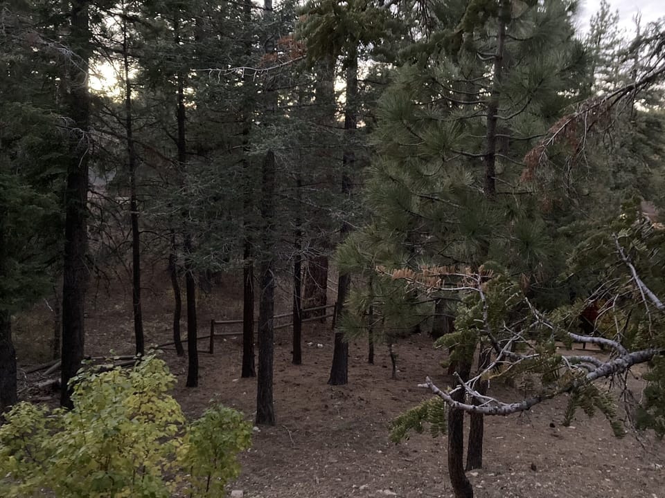 forest walk