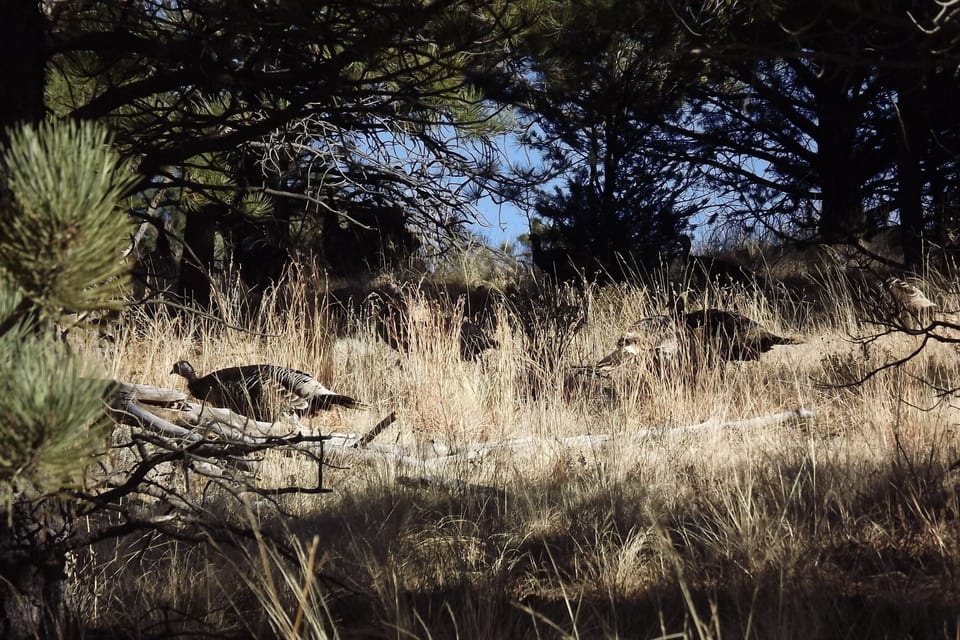 Wild turkeys