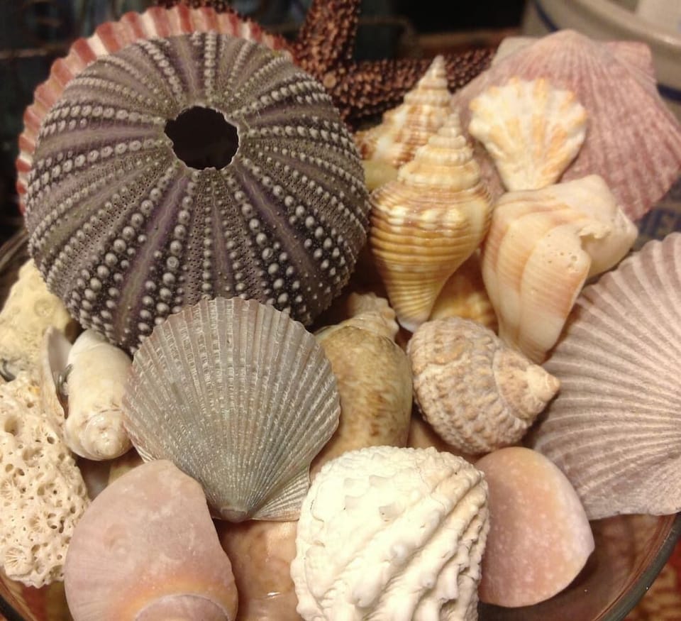 Beach shells perfect for collecting