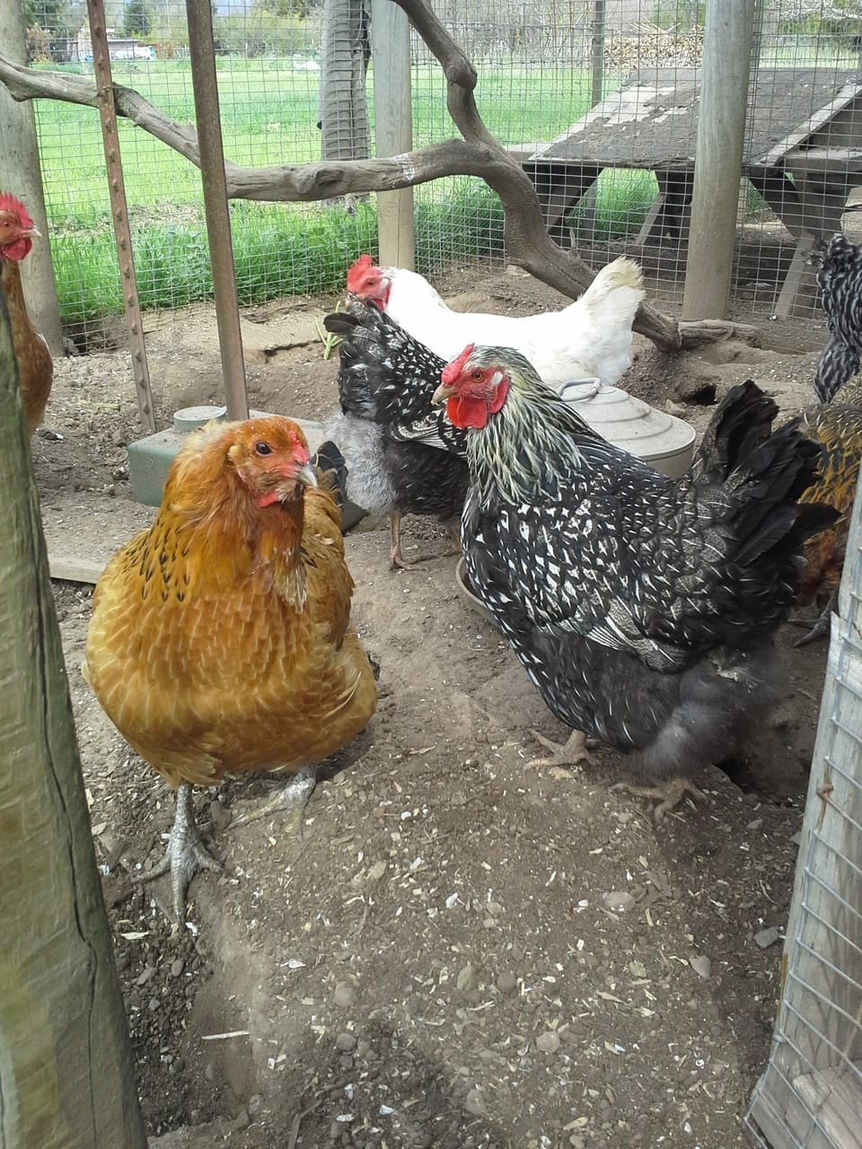 Happy organic and free range chickens!
