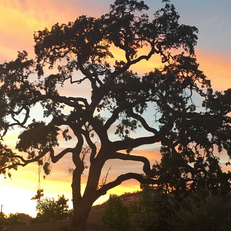 Valley Oak at sunset - view from the bocce court