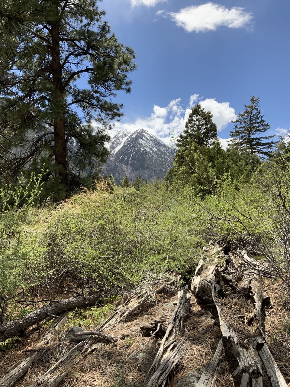 View of Mt. Antero from property