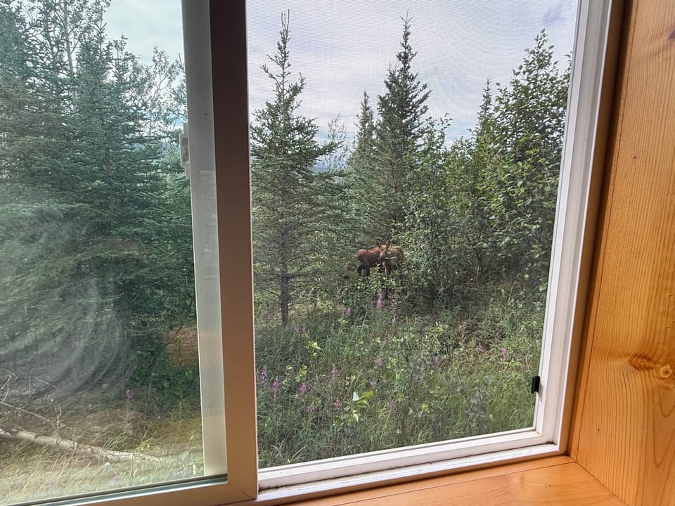 wildlife right outside the bedroom door