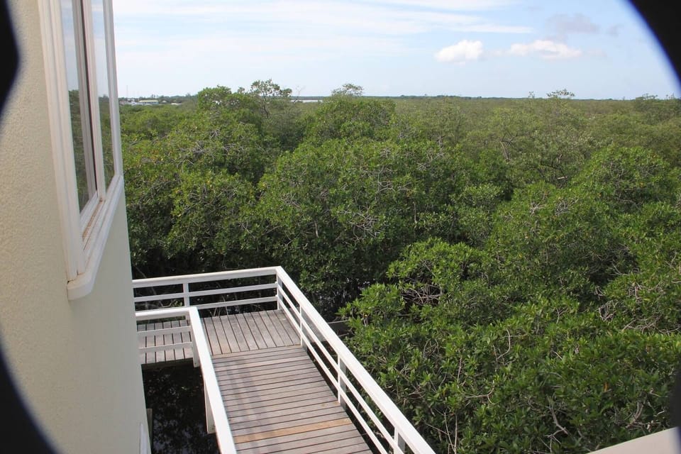 Beauty amongst the mangroves