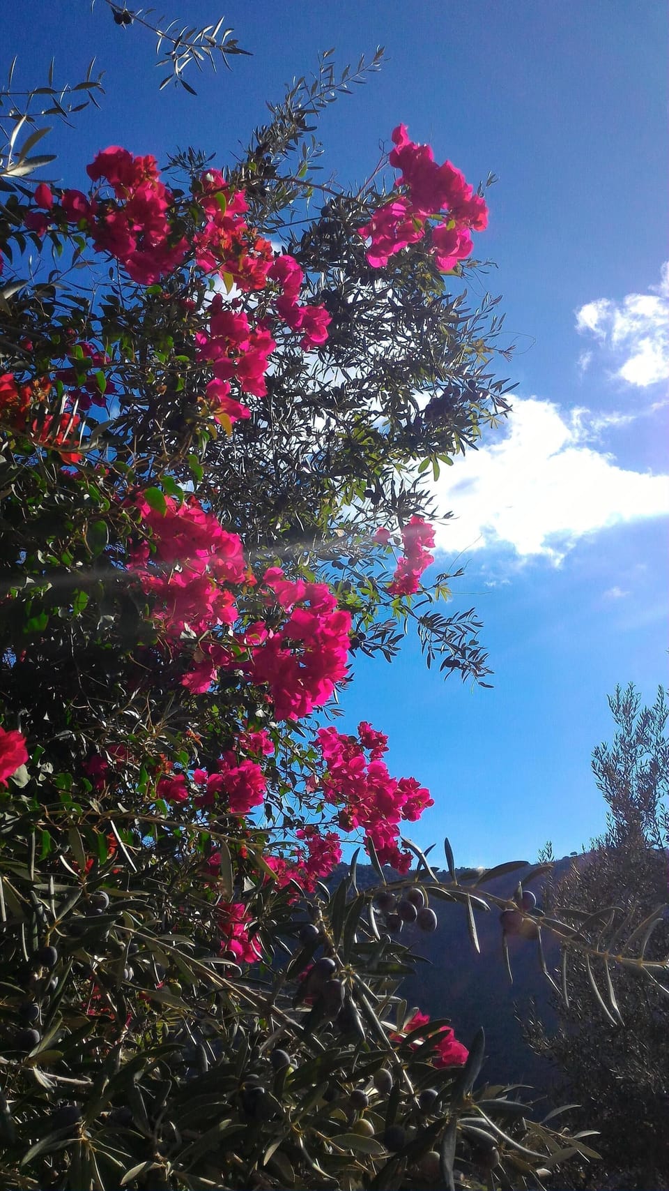 Vibrant tropical flowers