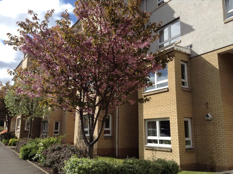 Street View showing exterior apartments building with apple blossom trees.