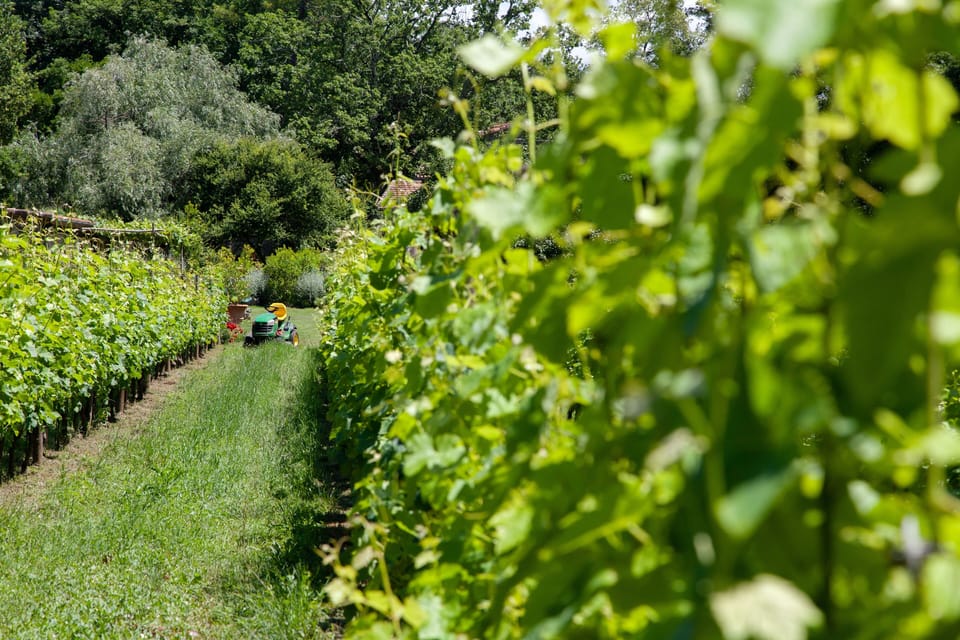 PiandellaChiesa-Farmhouse-Bio-Wine-Winetasting-Google-Guests-Holiday-Relax X