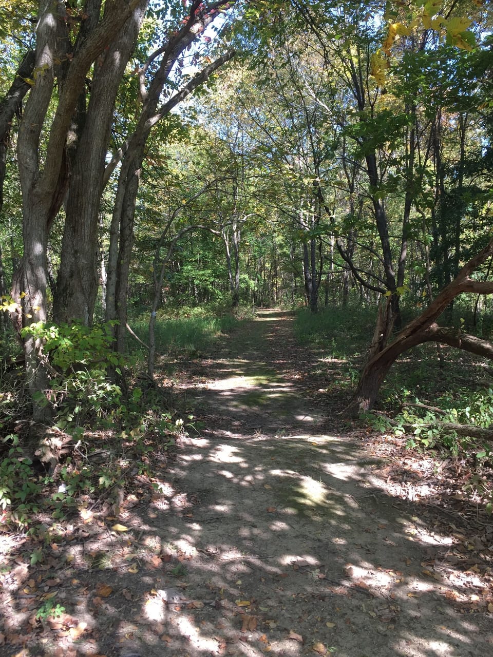 Hiking Trails Woods