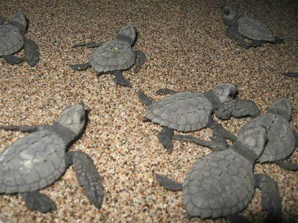 Experience unforgettable moments like baby sea turtles nearby