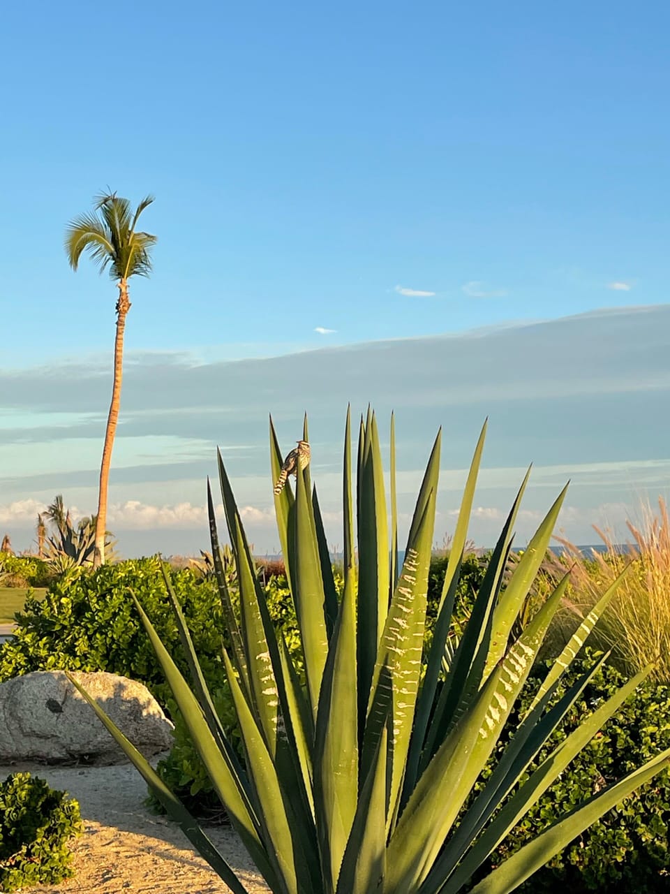 Flora and fauna of Casa del Mar