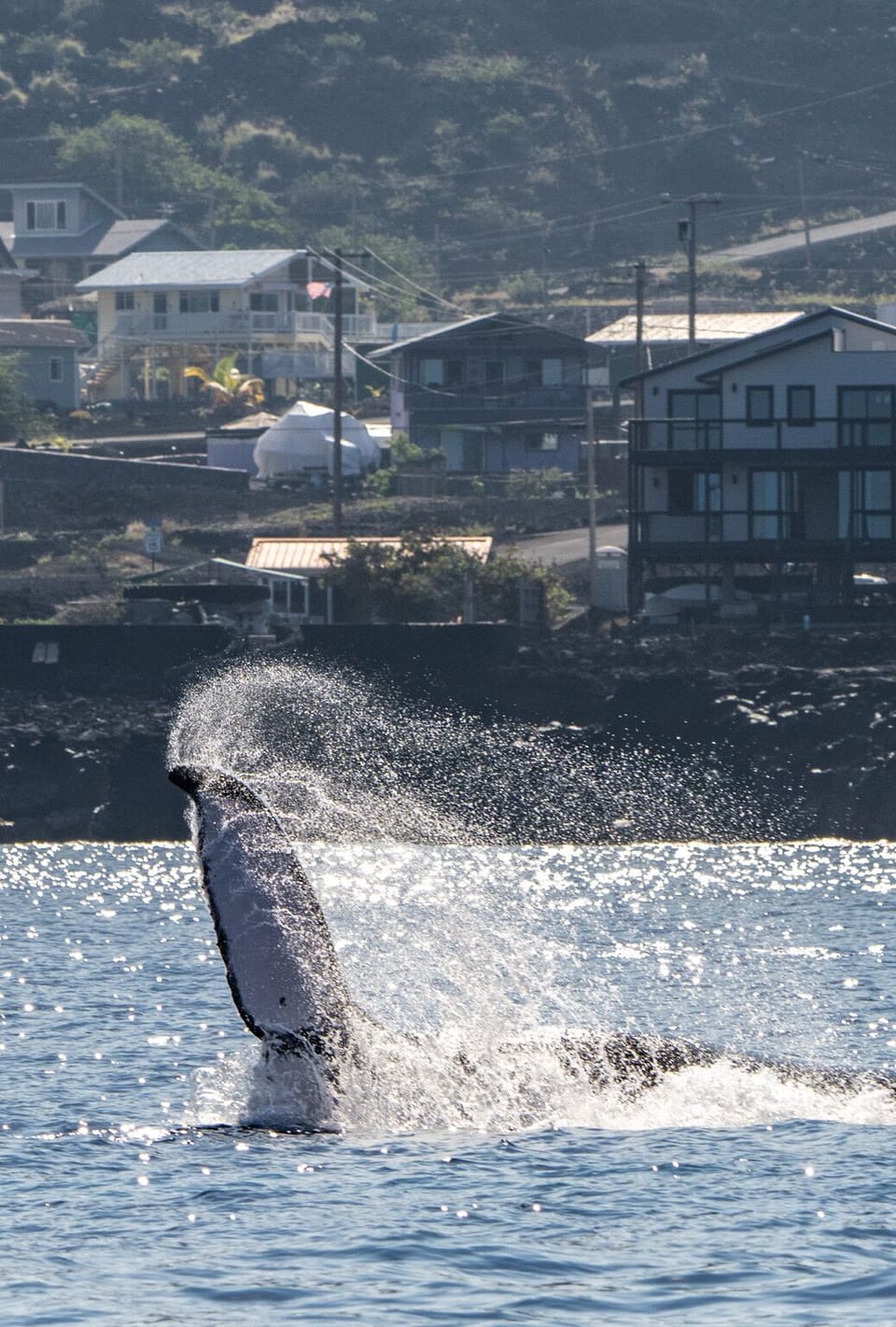 Whale jump out in front of the house. 