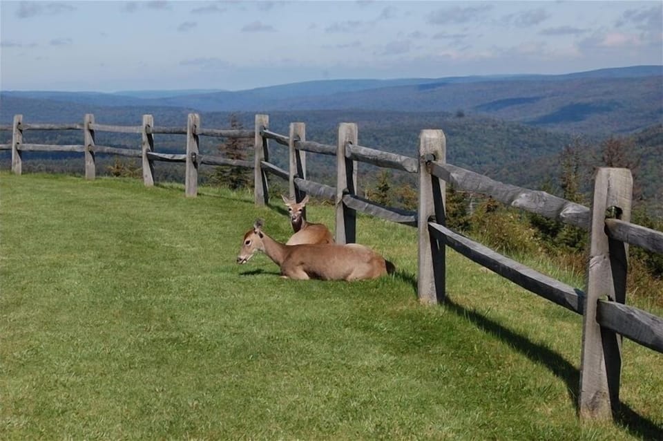 Lots of deer hanging out on the back lawn