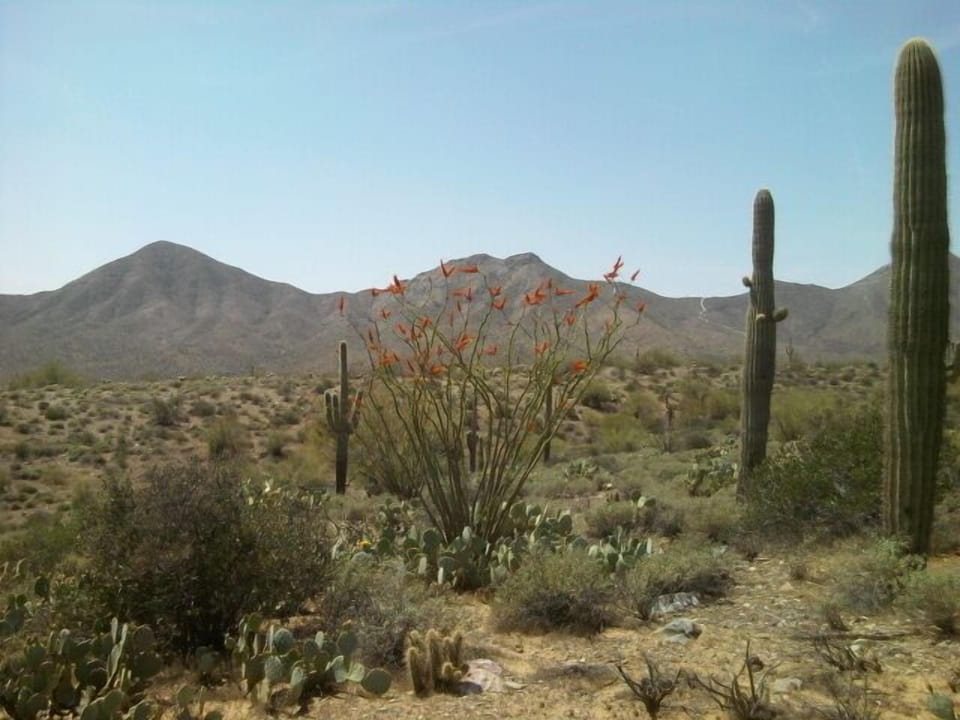 McDowell Mountain Park Fountain Hills