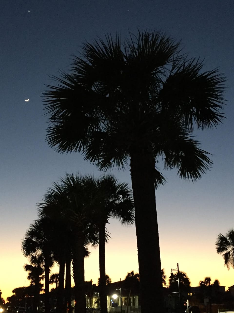 Sunset Palm and crescent moon on Ocean Blvd in front of condo.