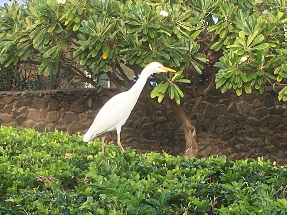 A large Egret perched next to our front lanai is a frequent visitor