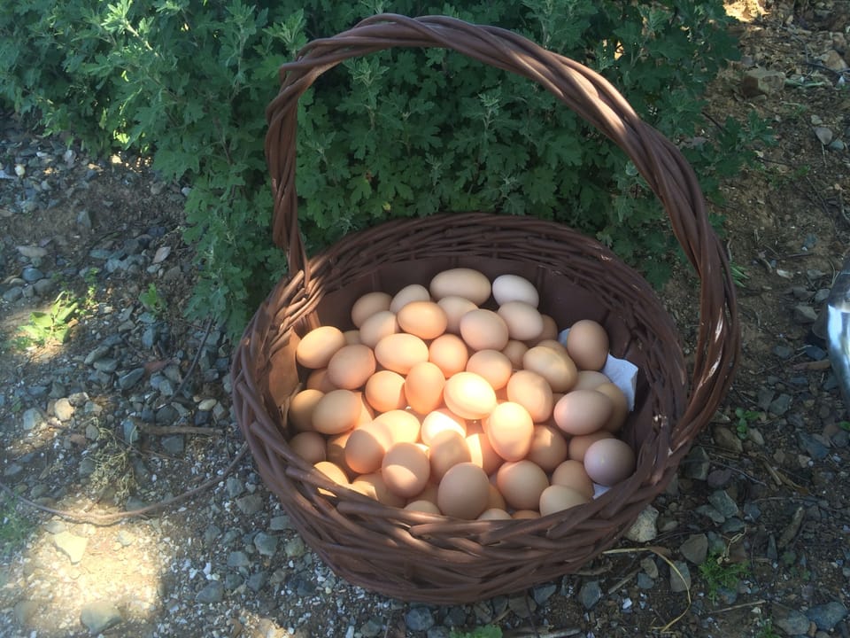 We provide eggs to our guests, depending on availablity.