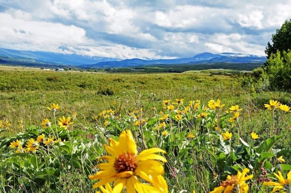 Early Wildflowers on the Ranch & spectacular views