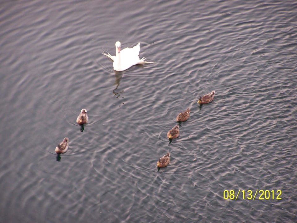 Pond below our balcony with ducks, fish, turtles, etc.