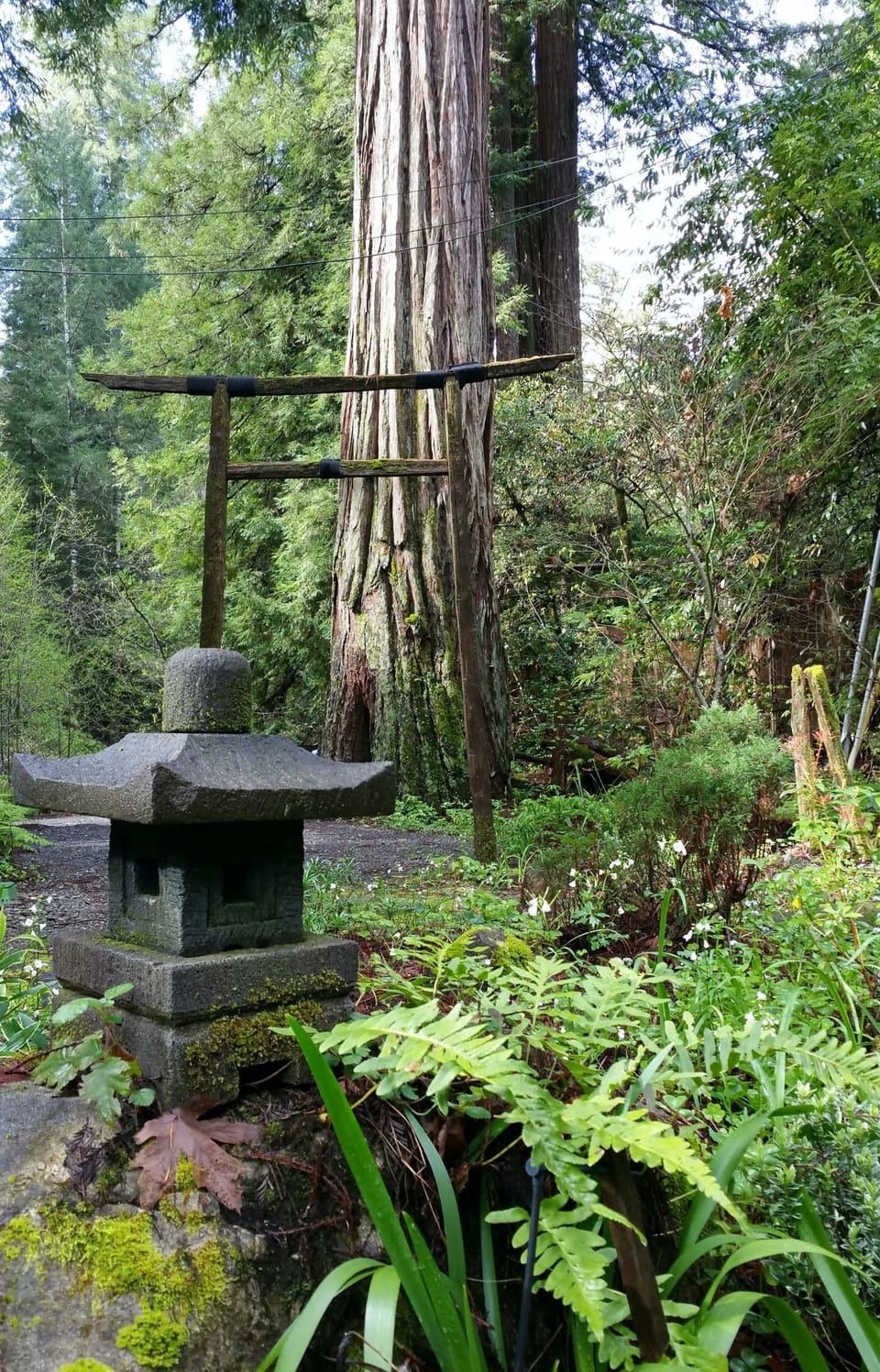 Torii Gate entrance to Japanese garden.