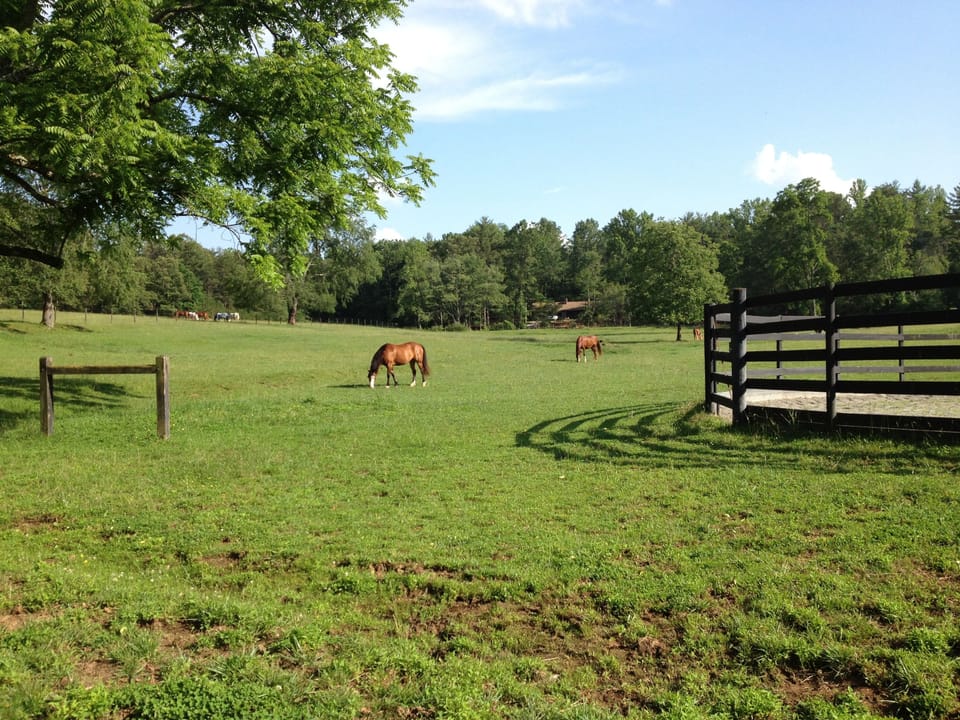 ~Pasture view with horses~