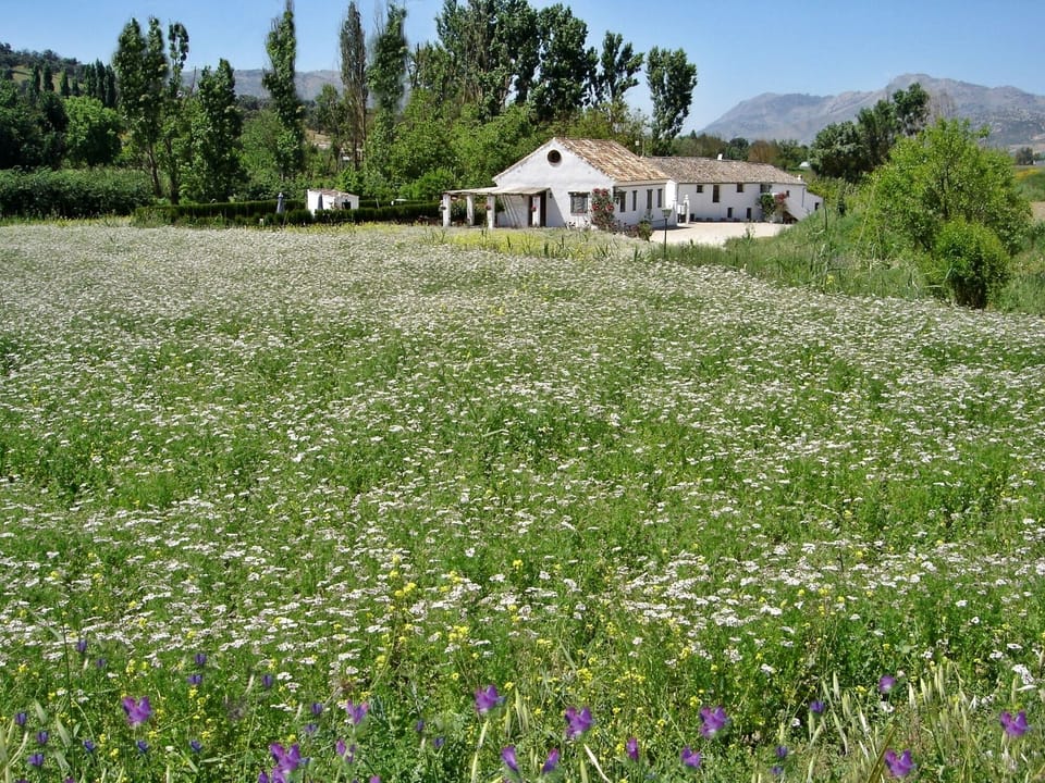 Finca Retama Farmstead with spring flowers