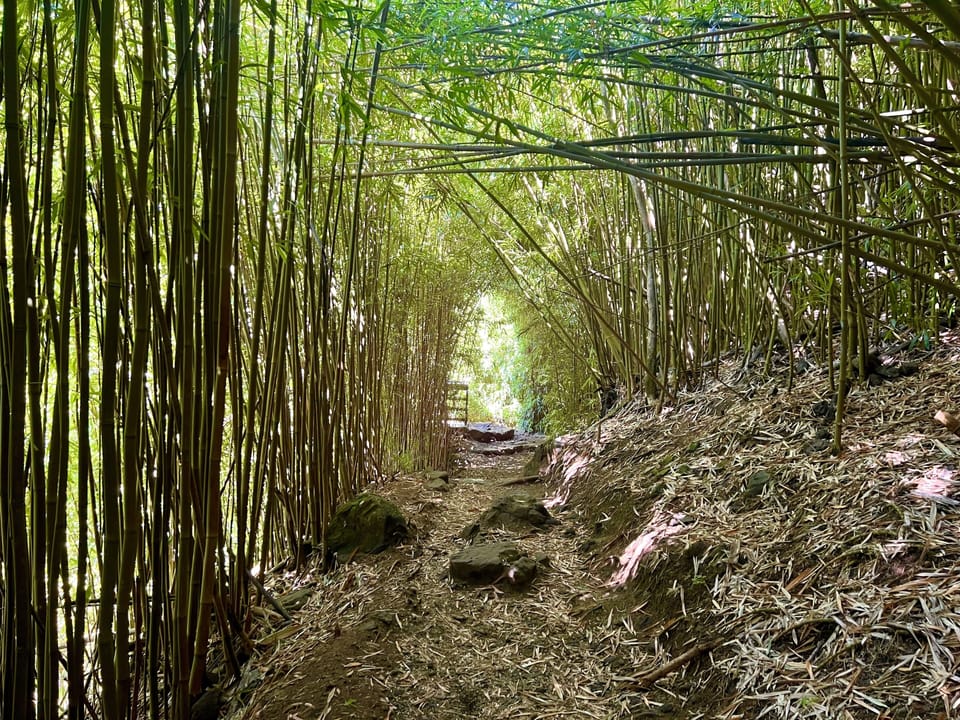 Or make the trip to Hana and walk along the bamboo paths