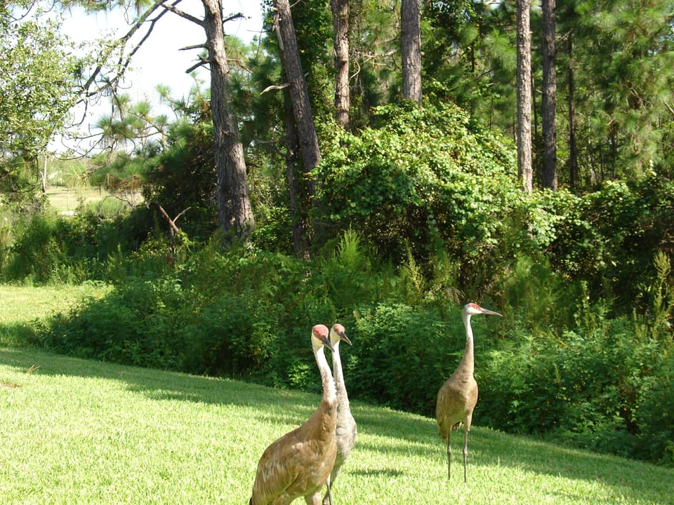 Sandhill cranes in conservation area.