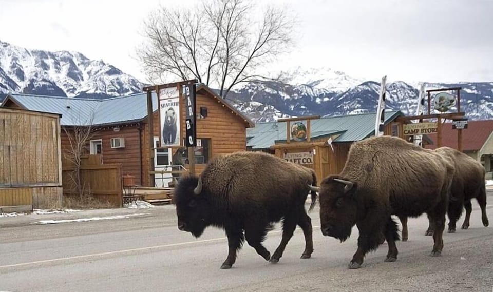 Bison Swing by The Silvertip in the winter