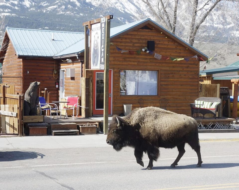 Bison walk by the Silvertip